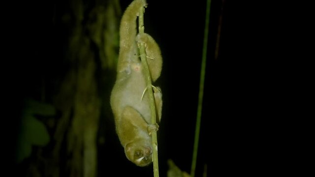 Philippine or Bornean Slow Loris - Nycticebus menagensis philippinus coucang is strepsirrhine primate native to the north and east of Borneo and in the Philippines. Nocturnal animal at night.