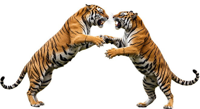 Tiger, Two tigers fighting on a white background, showcasing the strength and wild aggression of big cats