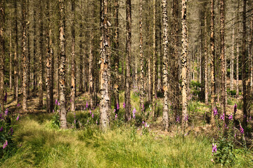 Lady's glove in the Czech Republic forest