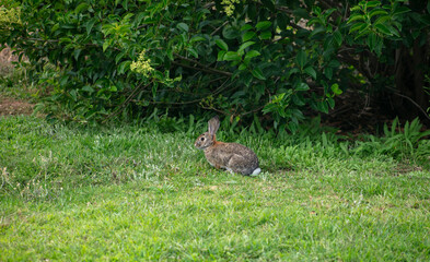 A Cottontail rabbit in a forested grassy area,