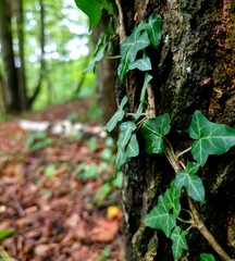 hiking trail in the woods
