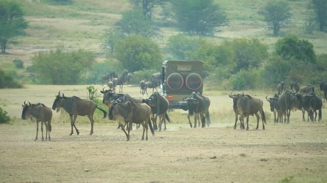 Great Wildebeest Migration, wildlife movement between the Serengeti National Park in Tanzania and the Maasai Mara National Reserve in Kenya.