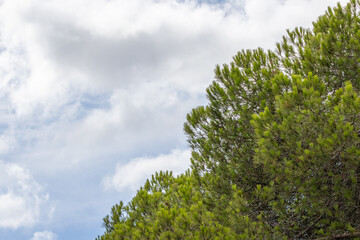 Obraz premium Lush green pine tree branches reaching for the cloudy sky in monsanto forest park, lisbon