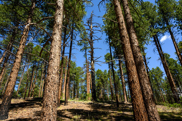 Dead tree burned by wildfire in recovering ponderosa pine tree forest, sunny summer day, north rim Grand Canyon National Park, Arizona
