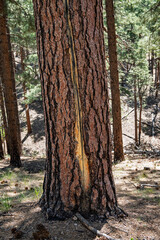 Closeup of ponderosa pine tree with a sap scar, ponderosa pine forest, north rim Grand Canyon National Park, Arizona
