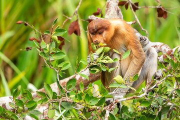 Proboscis monkey or nasalis larvatus eating leaves in Tanjung Puting National Park, Indonesia....