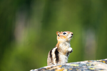 chipmunk on a tree