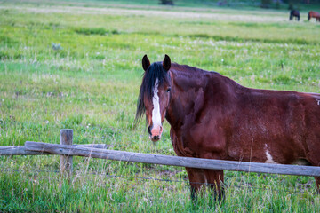 horse in the field