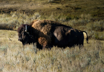 American Bison in the wild Yellowstone