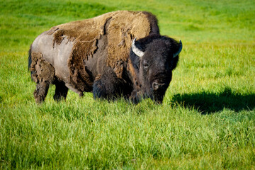 american bison in yellowstone national park