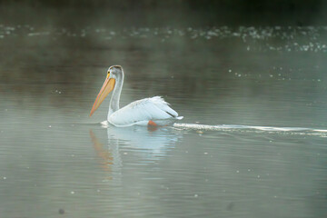 pelicans on the water