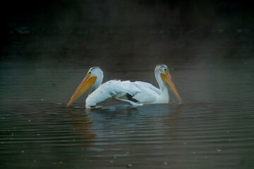 pelican on the water