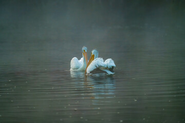 Pelican Snake River Oxbow Bend Grabnd Teton