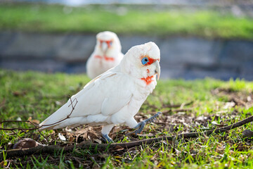 white parrots onn the grass
