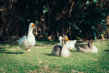 geese in the grass