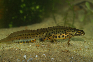 Closeup on an adult crested male Common smooth newt, Lissotriton vulgaris underwater