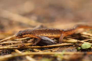 Closeup on a Common smooth newt , Lissotriton vulgaris walking on the ground