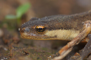 Closeup on the head of a terrestrial adult Common smooth newt, Lissotriton vulgaris