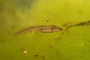 Closeup on a gilled larvae of the European Common smooth newt , Lissotriton vulgaris