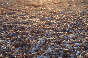 Wet multi-colored sea stones on the shore at sunset, background and texture of natural materials, close-up