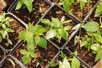 Young seedlings in garden pots. Fresh green plants growing in soil. Gardening and cultivation process. Organic horticulture and agriculture care. Spring season growth concept. Natural farming texture