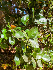 Garland Regional Park in California looking at plants on the forest floor understory