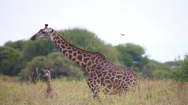 giraffe and her calf in a grassy savanna environment. Serengeti National Park in Tanzania.  popular wildlife tourism destination in Africa. 