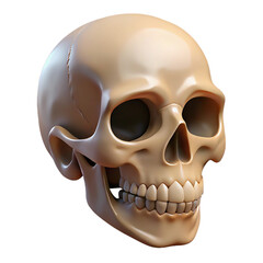 Detailed human skull model isolated on transparent background for medical or educational use