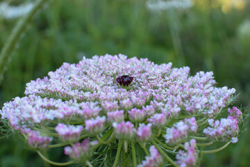 Close-up of Queen Anne’s Lace flower in bloom with soft background