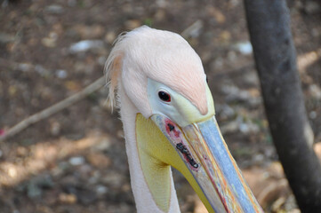 Close-up of Great White Pelican head and beak