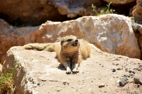 Egyptian mongoose resting on rock in sunlight