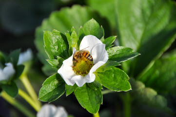 A honey bee pollinating a strawberry flower