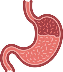 Fototapeta premium Illustration of the human stomach showing contents and structure