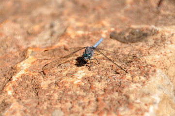 Blue dragonfly resting on a rock, close-up