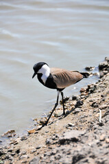 Spur-winged lapwing standing on the shore