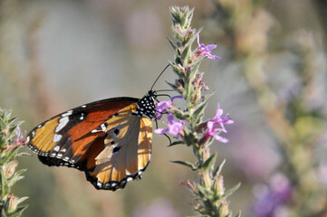 African Monarch butterfly on purple wildflower