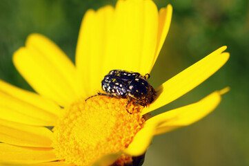 Black and white spotted beetle on yellow daisy macro