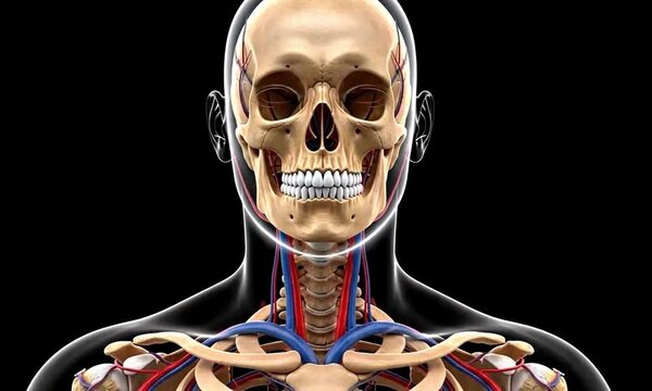 Anatomical illustration of a human head showing muscles and skull on a black background side view