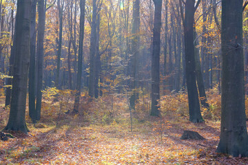 autumn forest in the fog