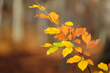 golden Polish autumn