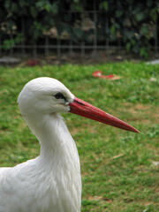 White stork with red beak close-up