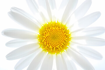Naklejka premium Closeup of a beautiful white daisy flower with a bright yellow center, isolated on white background, showcasing its delicate petals and intricate details