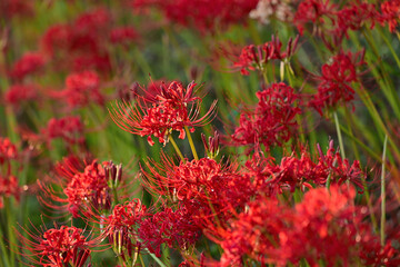 朝日に照らされた彼岸花