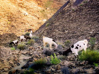 Wild goats navigate steep rocky terrain under warm golden sunlight, showcasing resilience and natural beauty in their harsh desert habitat