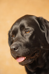 Labrador Retriever dog on a beige background.
