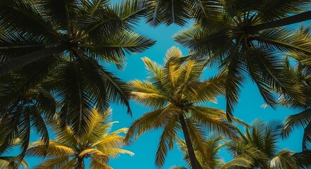 Low angle view of tropical palm tree canopy against a clear blue sky