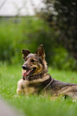 Pies leżący na trawie