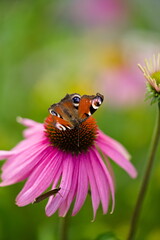 Motyle na jeżówce purpurowej © Piotr