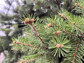 Fototapeta premium Young Pine Branch with Needle Clusters Close Up