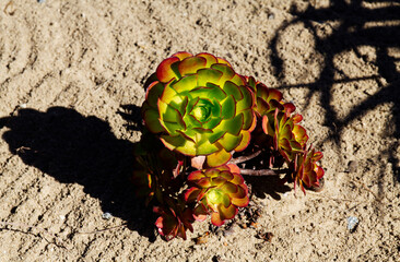 Green And Red Succulent Plant In Sand Flowerbed